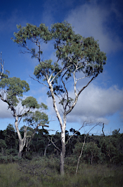 APII jpeg image of Eucalyptus mannifera subsp. gullickii  © contact APII