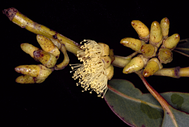 APII jpeg image of Eucalyptus notactites  © contact APII