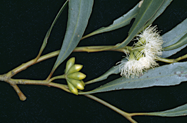 APII jpeg image of Eucalyptus odorata  © contact APII