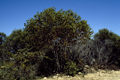 APII jpeg image of Eucalyptus argutifolia  © contact APII