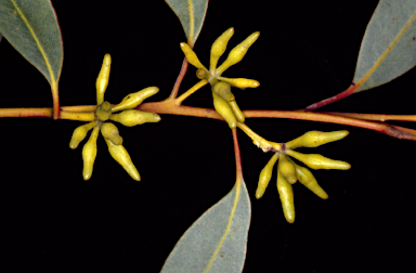 APII jpeg image of Eucalyptus aspersa  © contact APII