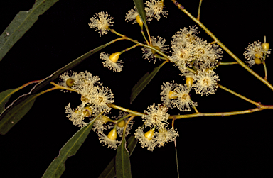 APII jpeg image of Eucalyptus oleosa subsp. oleosa  © contact APII