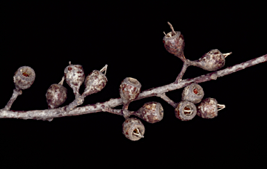 APII jpeg image of Eucalyptus oleosa subsp. cylindroidea  © contact APII