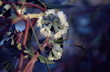 APII jpeg image of Eucalyptus olsenii  © contact APII