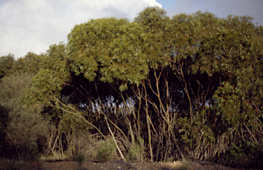 APII jpeg image of Eucalyptus oraria  © contact APII