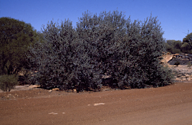 APII jpeg image of Eucalyptus orbifolia  © contact APII