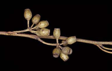 APII jpeg image of Eucalyptus ovularis  © contact APII