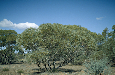 APII jpeg image of Eucalyptus phenax subsp. phenax  © contact APII