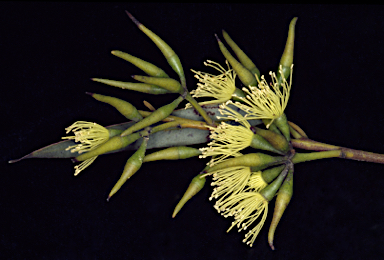 APII jpeg image of Eucalyptus pluricaulis subsp. pluricaulis  © contact APII