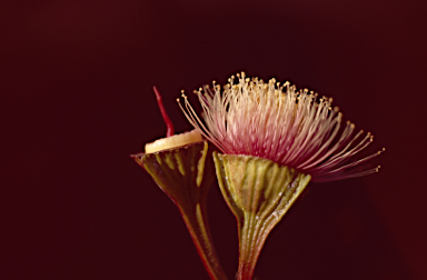 APII jpeg image of Eucalyptus pyriformis  © contact APII