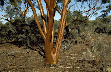 APII jpeg image of Eucalyptus salubris  © contact APII