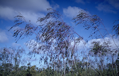 APII jpeg image of Eucalyptus sepulcralis  © contact APII