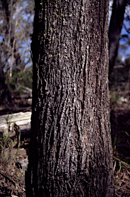 APII jpeg image of Eucalyptus smithii  © contact APII