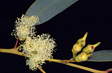 APII jpeg image of Eucalyptus socialis subsp. victoriensis  © contact APII