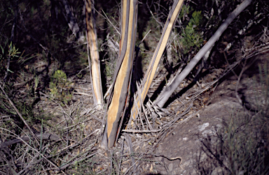 APII jpeg image of Eucalyptus stricta  © contact APII