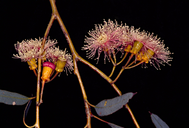 APII jpeg image of Eucalyptus torquata  © contact APII