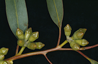 APII jpeg image of Eucalyptus calcareana  © contact APII