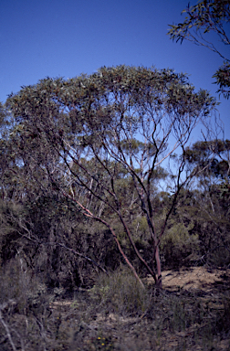 APII jpeg image of Eucalyptus vegrandis subsp. vegrandis  © contact APII