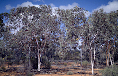 APII jpeg image of Eucalyptus woodwardii  © contact APII