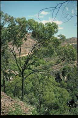 APII jpeg image of Eucalyptus sicilifolia  © contact APII