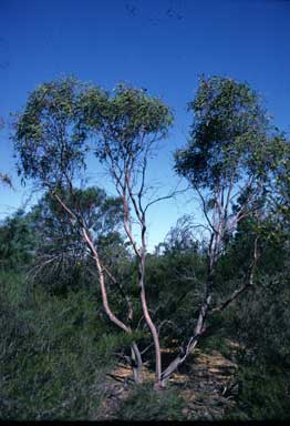 APII jpeg image of Eucalyptus beardiana  © contact APII