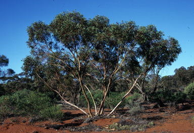 APII jpeg image of Eucalyptus ebbanoensis  © contact APII