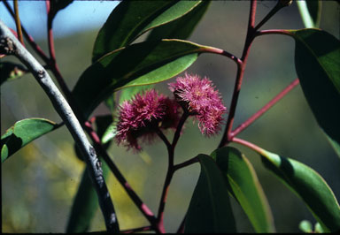 APII jpeg image of Eucalyptus albopurpurea  © contact APII