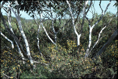 APII jpeg image of Eucalyptus cooperiana  © contact APII