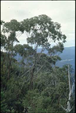 APII jpeg image of Eucalyptus imlayensis  © contact APII