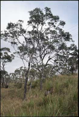 APII jpeg image of Eucalyptus paedoglauca  © contact APII