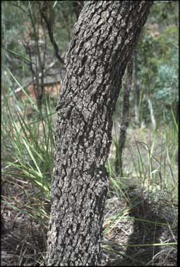 APII jpeg image of Corymbia rhodops  © contact APII