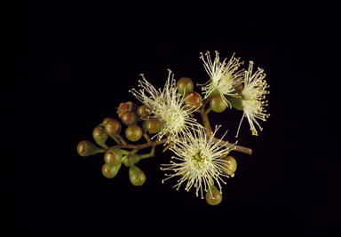 APII jpeg image of Corymbia tessellaris  © contact APII