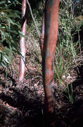 APII jpeg image of Eucalyptus burdettiana  © contact APII