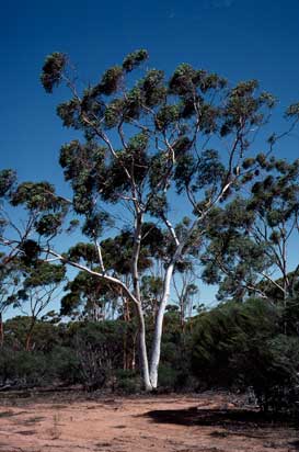 APII jpeg image of Eucalyptus capillosa subsp. capillosa  © contact APII