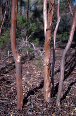 APII jpeg image of Eucalyptus cernua  © contact APII