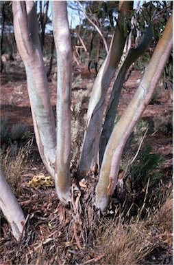 APII jpeg image of Eucalyptus corrugata  © contact APII