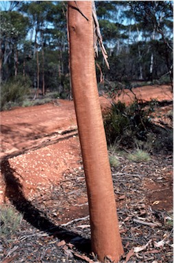 APII jpeg image of Eucalyptus eremophila  © contact APII