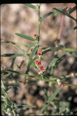 APII jpeg image of Indigofera linifolia  © contact APII