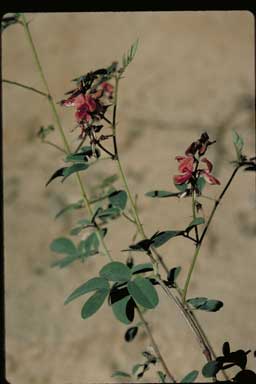 APII jpeg image of Indigofera erubescens  © contact APII