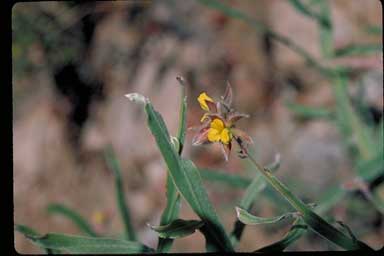 APII jpeg image of Jacksonia spicata  © contact APII