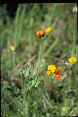 APII jpeg image of Lotus corniculatus var. corniculatus  © contact APII