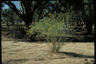 APII jpeg image of Crotalaria eremaea  © contact APII