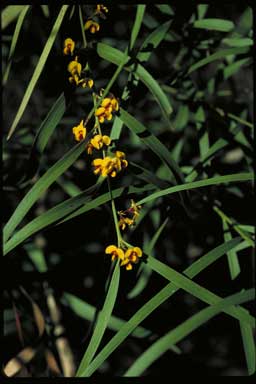 APII jpeg image of Daviesia discolor  © contact APII