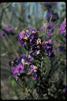 APII jpeg image of Hovea stricta  © contact APII