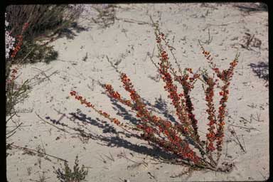 APII jpeg image of Mirbelia spinosa  © contact APII