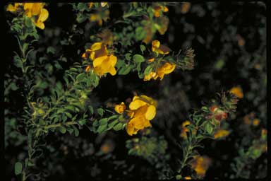 APII jpeg image of Pultenaea ferruginea  © contact APII