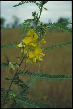 APII jpeg image of Sesbania simpliciuscula var. fitzroyensis  © contact APII