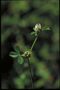 APII jpeg image of Trifolium glomeratum  © contact APII