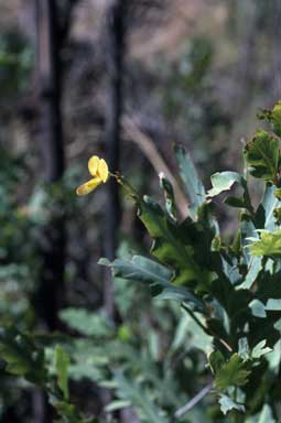 APII jpeg image of Bossiaea bossiaeoides  © contact APII