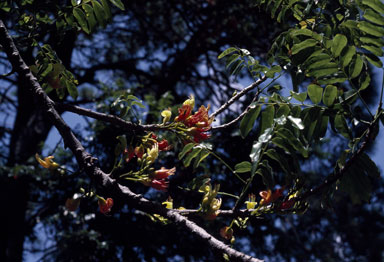 APII jpeg image of Castanospermum australe  © contact APII